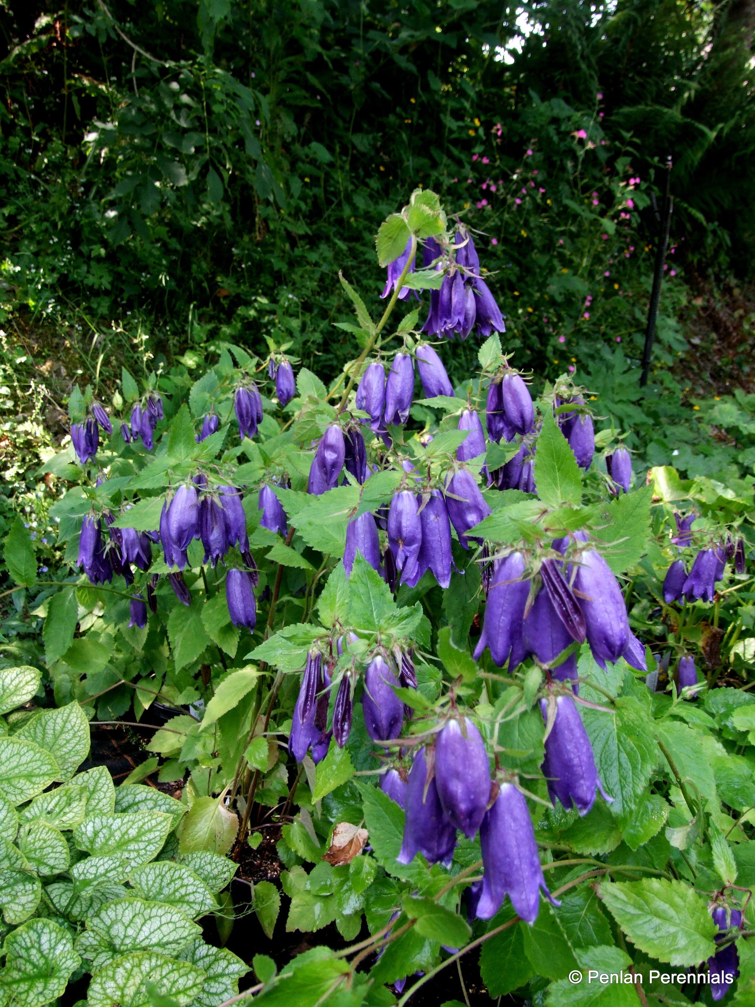 Campanula ‘Sarastro’ Penlan Perennials Nursery