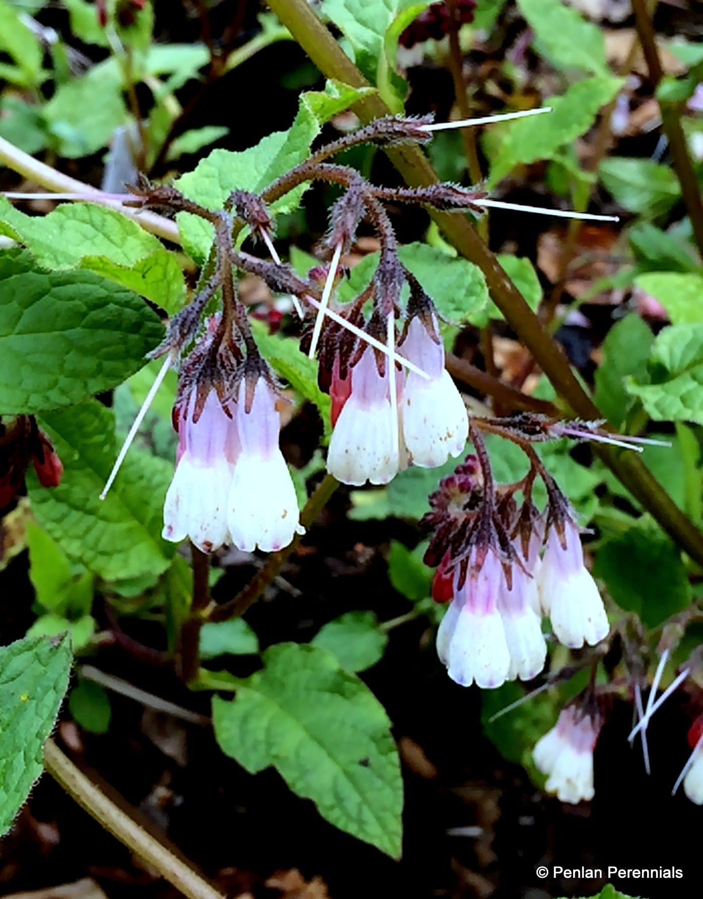 symphytum database symphytum database