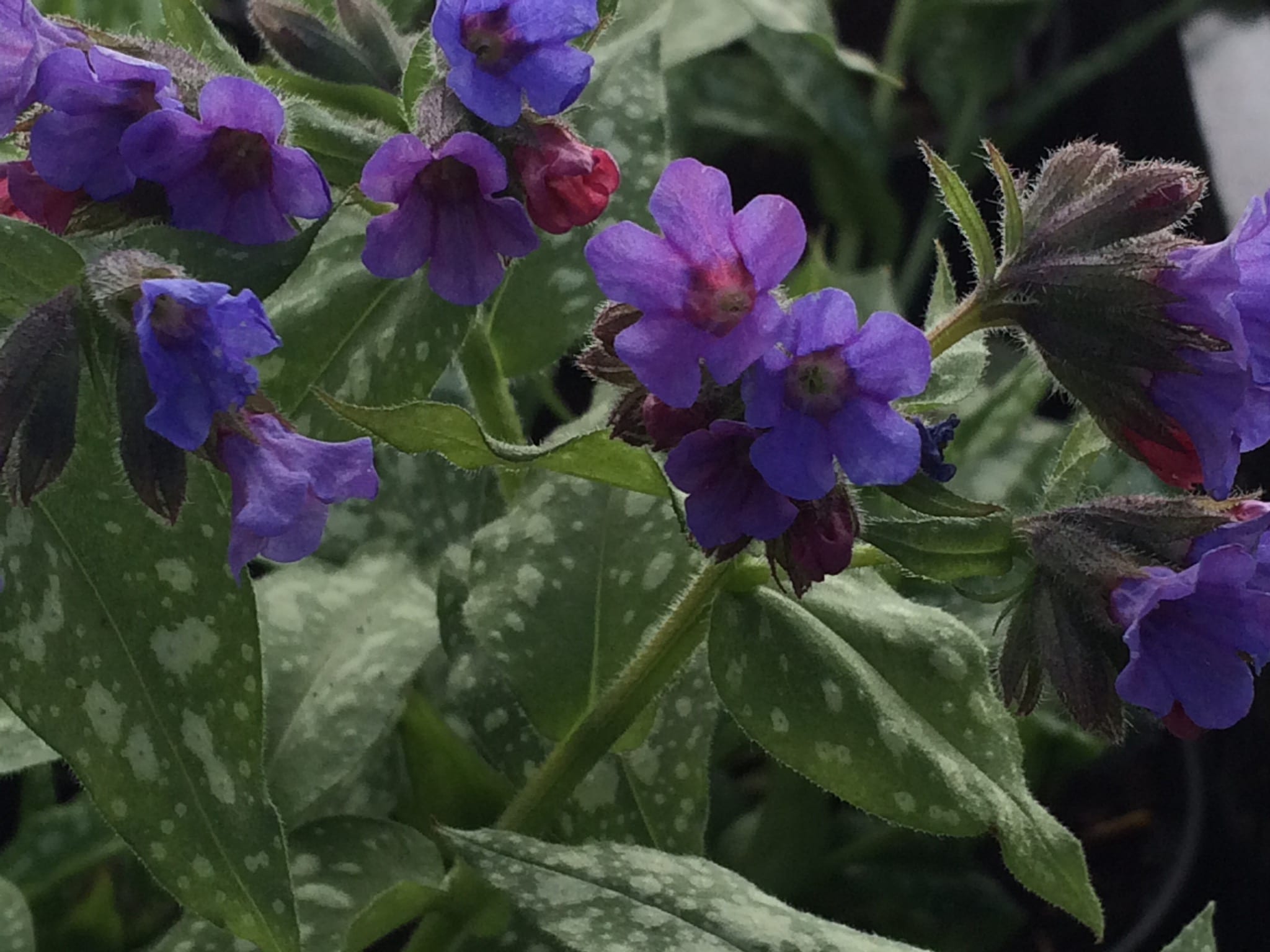 Pulmonaria ‘Trevi Fountain’ Penlan Perennials Nursery