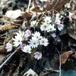 Hepatica acutiloba