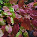 Epimedium x versicolor 'Sulphureum'