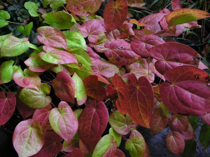 Epimedium x versicolor 'Sulphureum'