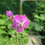 Geranium phaeum 'Alec's Pink'