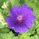 Geranium 'Alan Mayes'