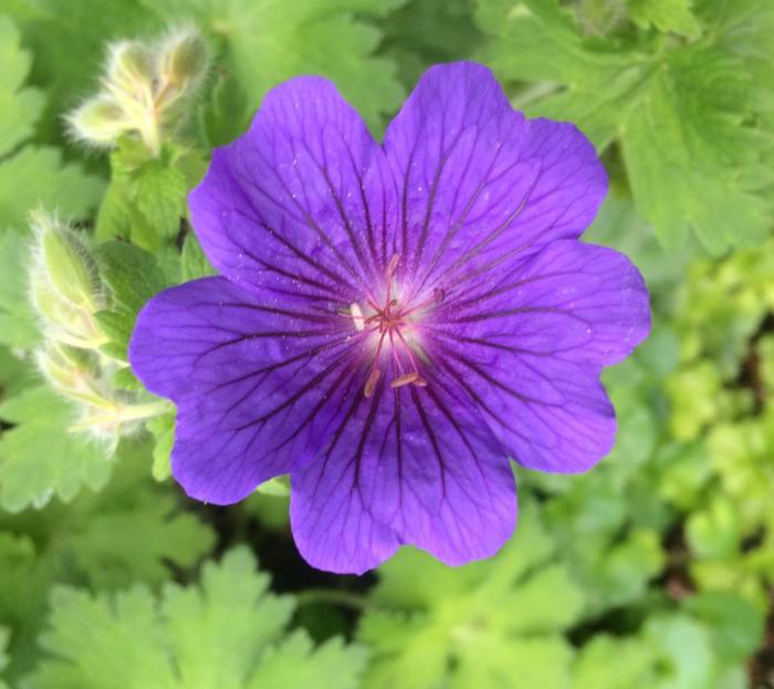 Geranium 'Alan Mayes'