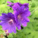 Geranium 'Alan Mayes'