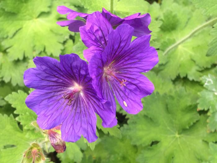 Geranium 'Alan Mayes'