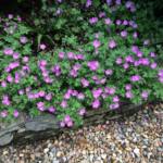 Geranium 'Mavis Simpson'