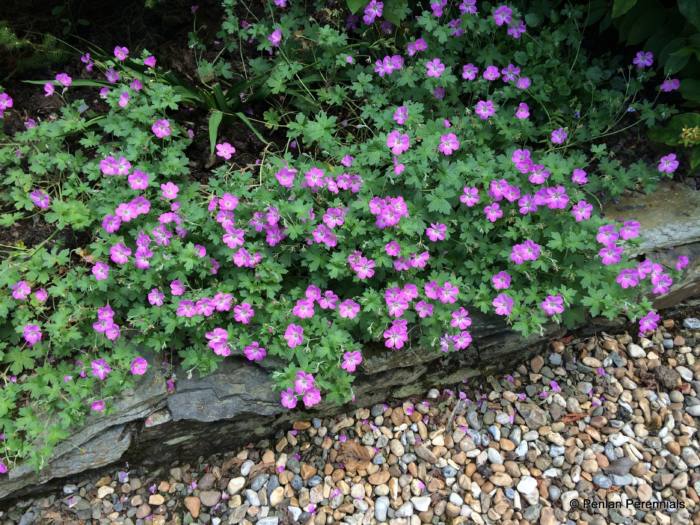 Geranium 'Mavis Simpson'