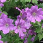 Geranium 'Sirak'