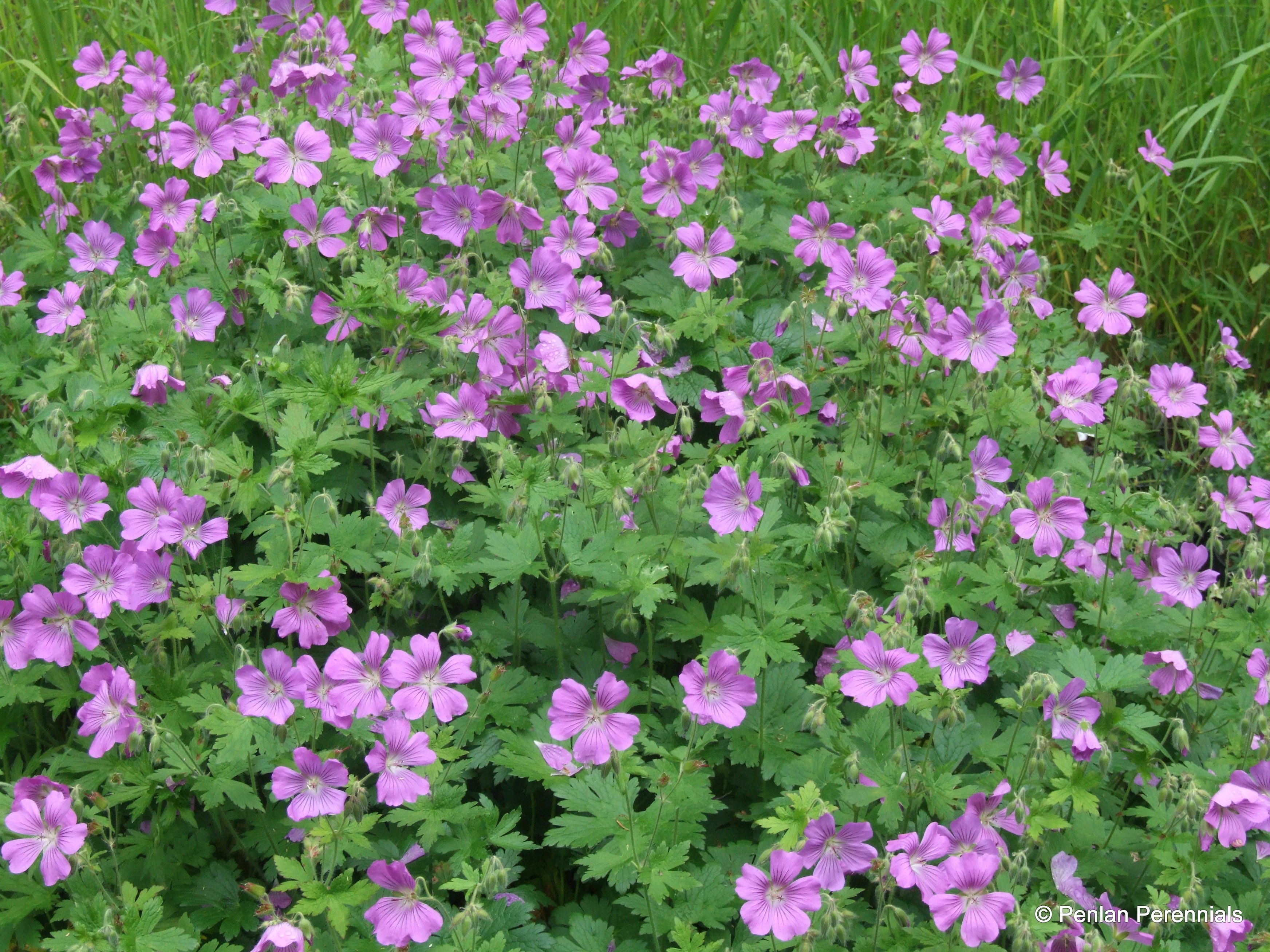 Geranium Sirak