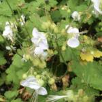 Geranium macrorrhizum 'White Ness'