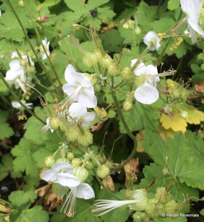 Geranium macrorrhizum 'White Ness'