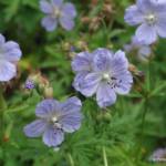 Geranium pratense 'Mrs Kendall Clarke'