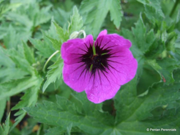 Geranium psilostemon