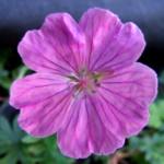 Geranium sanguineum 'Glenluce'