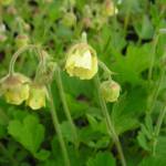 Geum 'Lemon Drops'