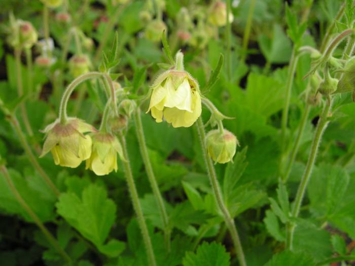 Geum 'Lemon Drops'