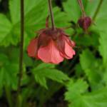 Geum 'Leonard's Variety'