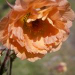 Geum 'Mai Tai'
