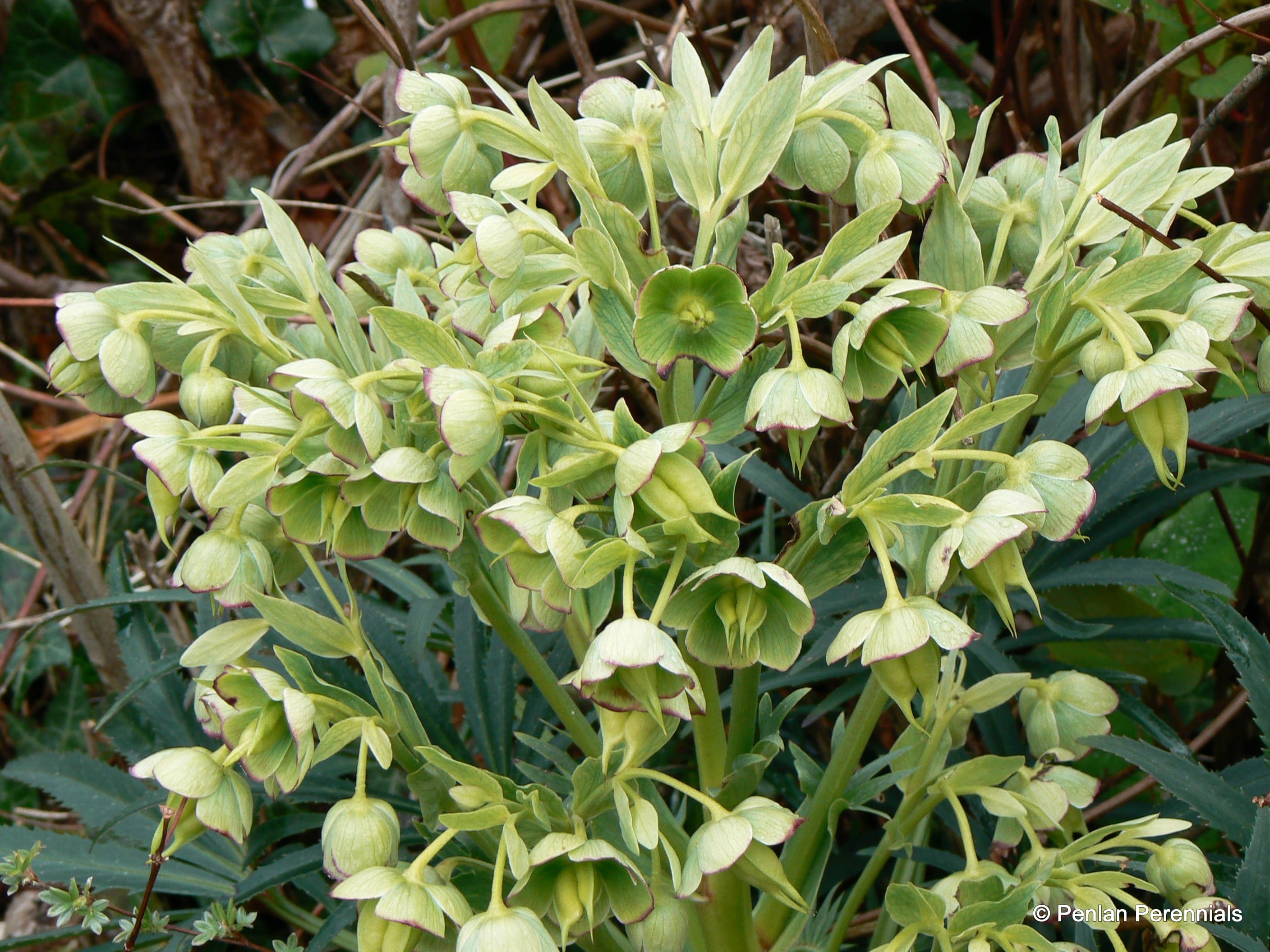 Bildergebnis für helleborus foetidus