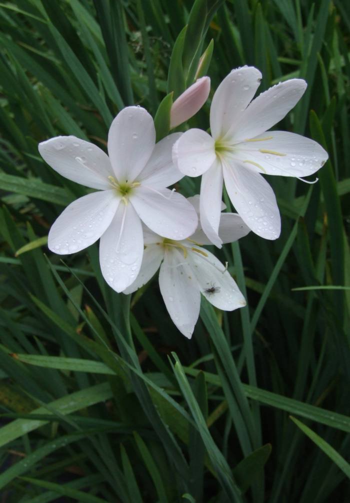 hesperantha-coccinea-f-alba
