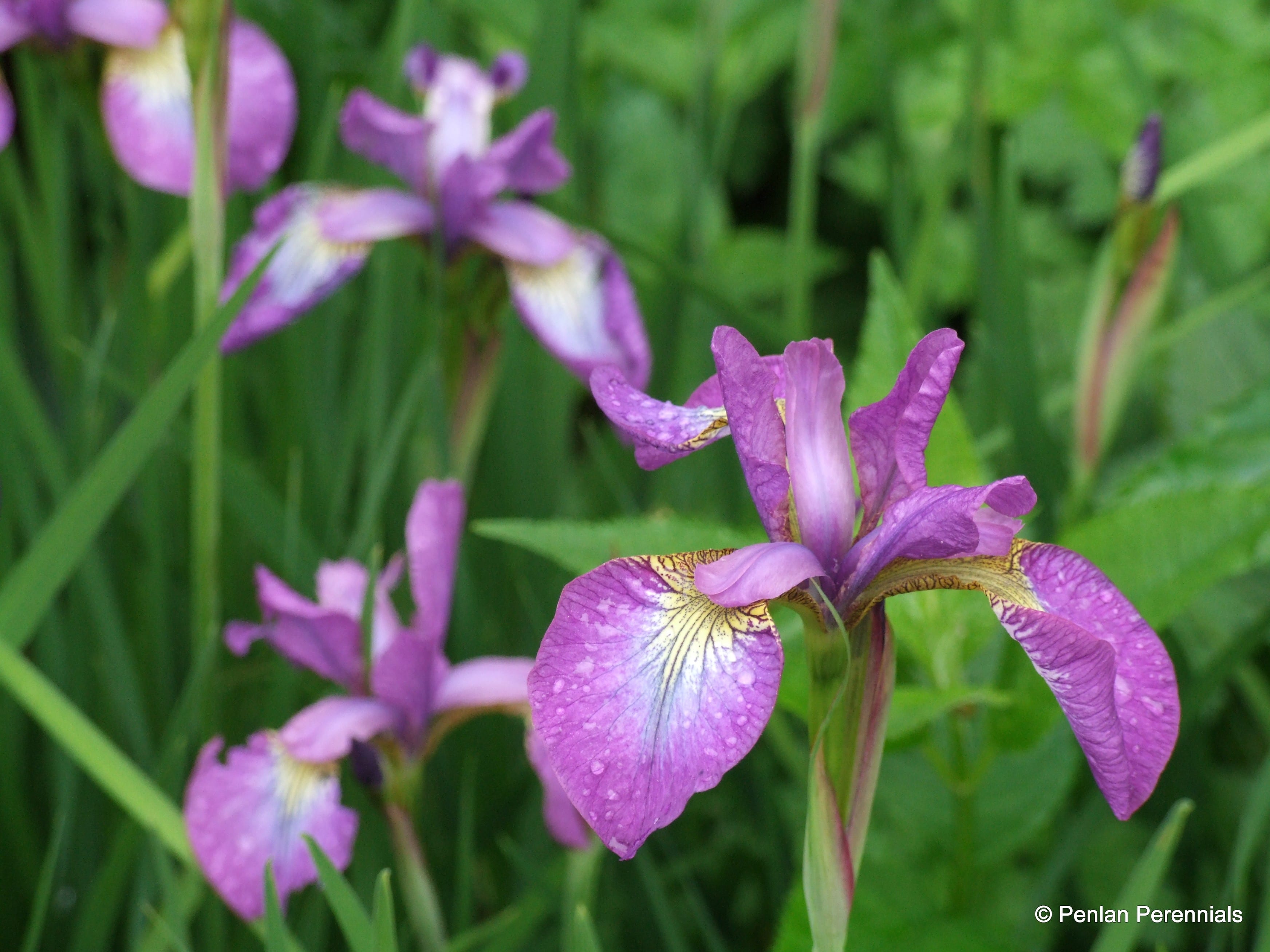 Iris sibirica Sparkling Rose