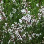 Lychnis flos-cuculi 'White Robin'