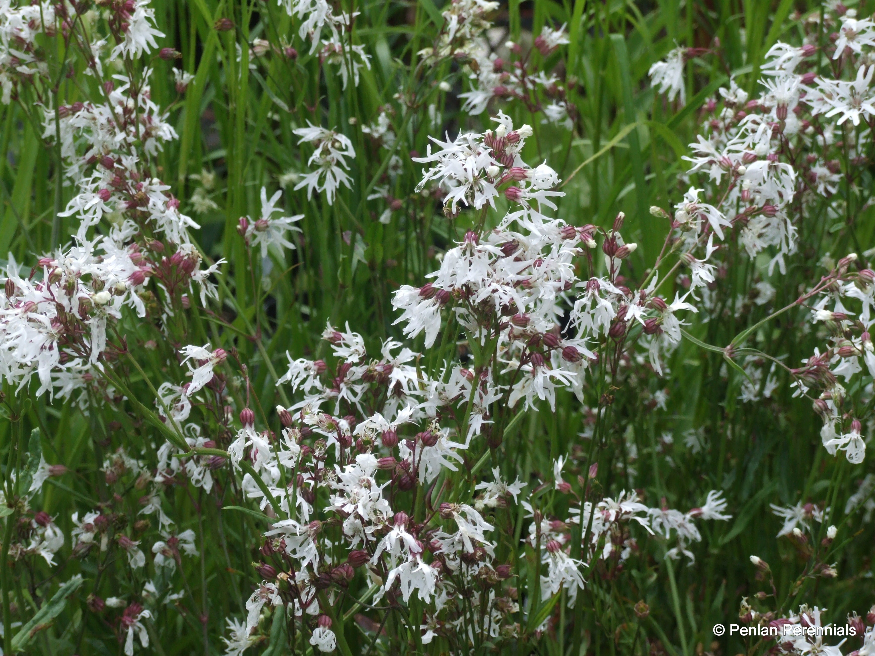 Lychnis flos-cuculi 'White – Penlan Nursery