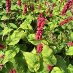 Persicaria amplexicaulis 'J.S. Caliente'