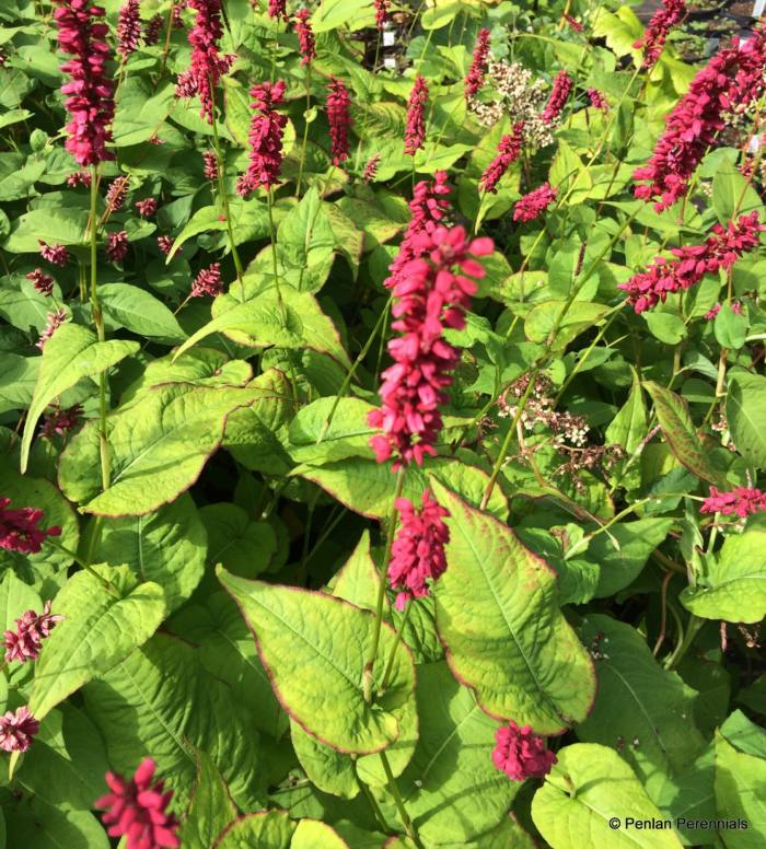 Persicaria amplexicaulis 'J.S. Caliente'