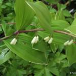 Polygonatum odoratum var. pluriflorum 'Variegatum'