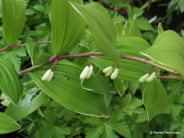 Polygonatum odoratum var. pluriflorum 'Variegatum'