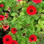 Potentilla 'Gibson's Scarlet'