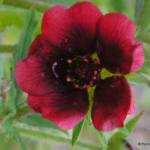 Potentilla 'Monarch's Velvet'