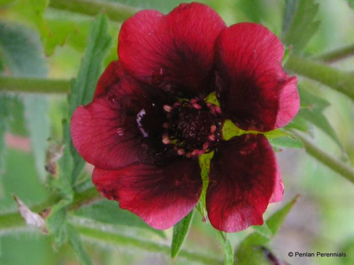 Potentilla 'Monarch's Velvet'