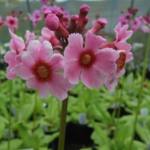 Primula japonica 'Apple Blossom'