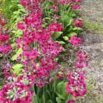 Primula japonica 'Miller's Crimson'