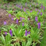 Primula vialii