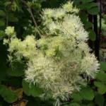 thalictrum-lucidum