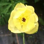 Trollius x cultorum 'Taleggio'