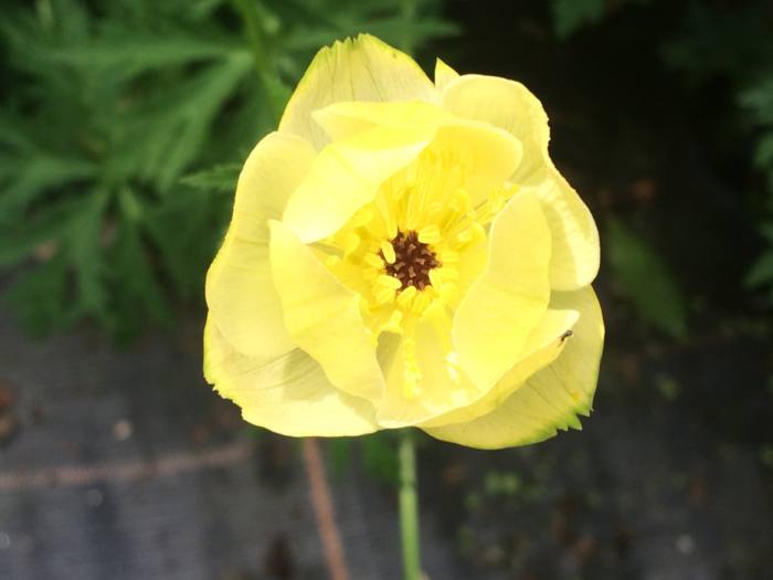 Trollius x cultorum 'Taleggio'