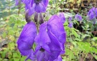 Aconitum carmichaelii 'Arendsii'