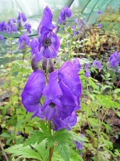 Aconitum carmichaelii 'Arendsii'