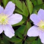 Anemone nemorosa 'Robinsoniana'