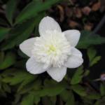 Anemone nemorosa 'Vestal'