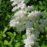 Astilbe 'Brautschleier'