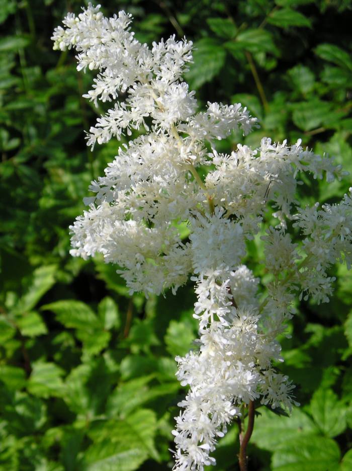 Astilbe 'Brautschleier'