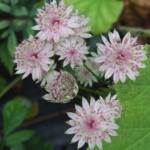 astrantia-major-buckland