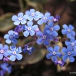 Brunnera macrophylla flower